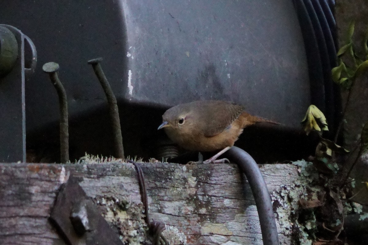 Southern House Wren - ML642056333