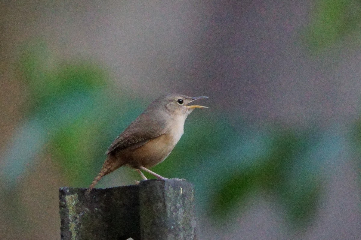 Southern House Wren - ML642056334