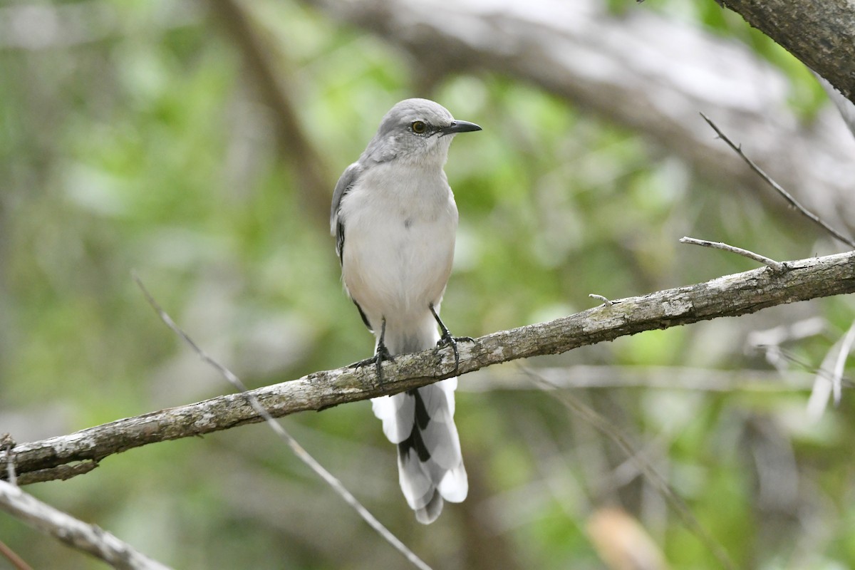 Tropical Mockingbird - ML642056343