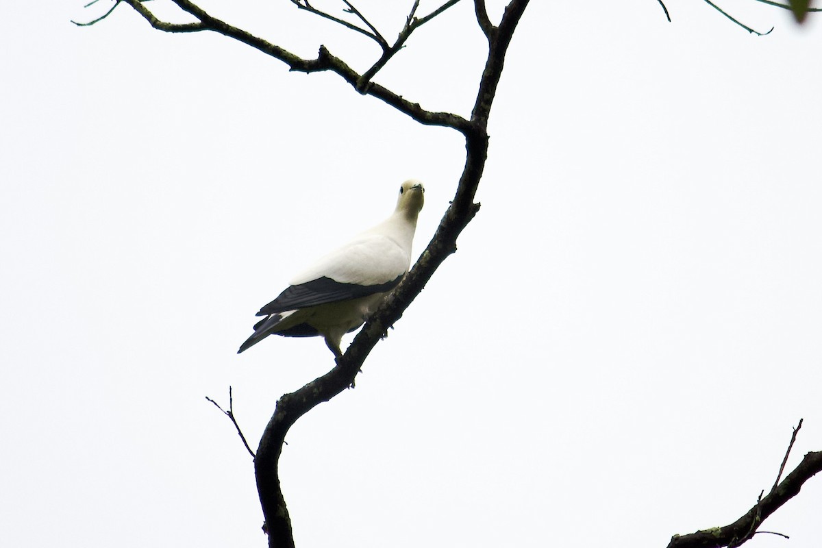 Pied Imperial-Pigeon - ML642056355