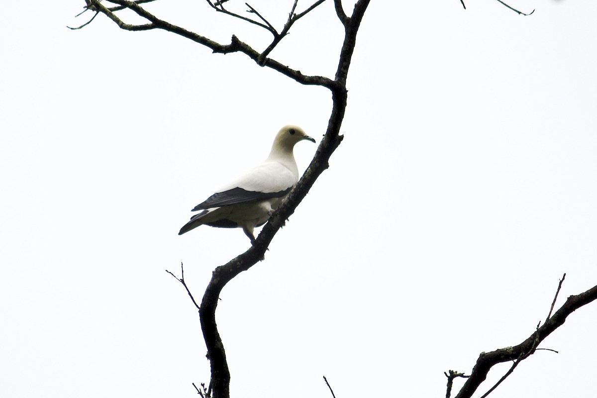 Pied Imperial-Pigeon - ML642056356