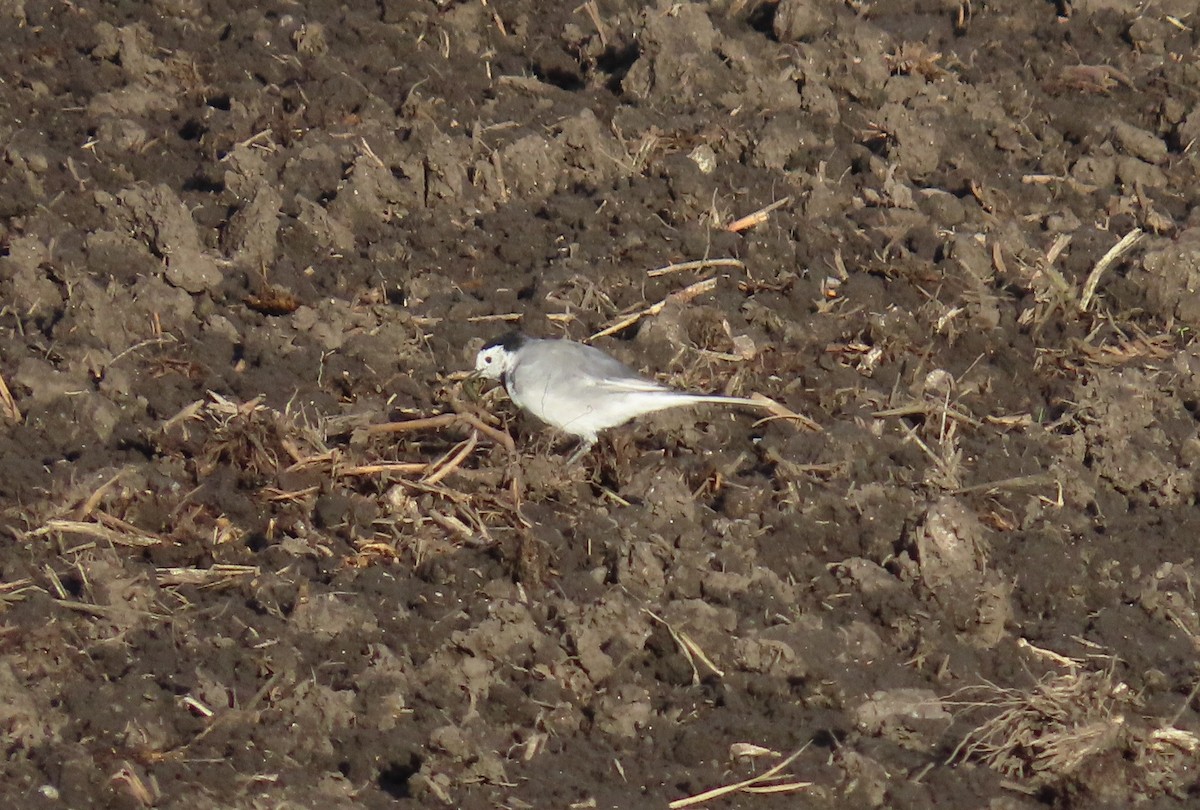 Lavandera Blanca - ML642056360