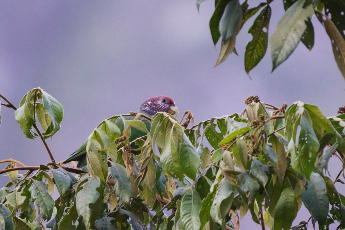 Speckle-faced Parrot - ML642056361