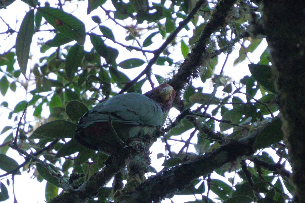 Speckle-faced Parrot - ML642056362