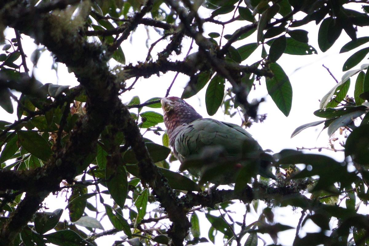 Speckle-faced Parrot - ML642056363
