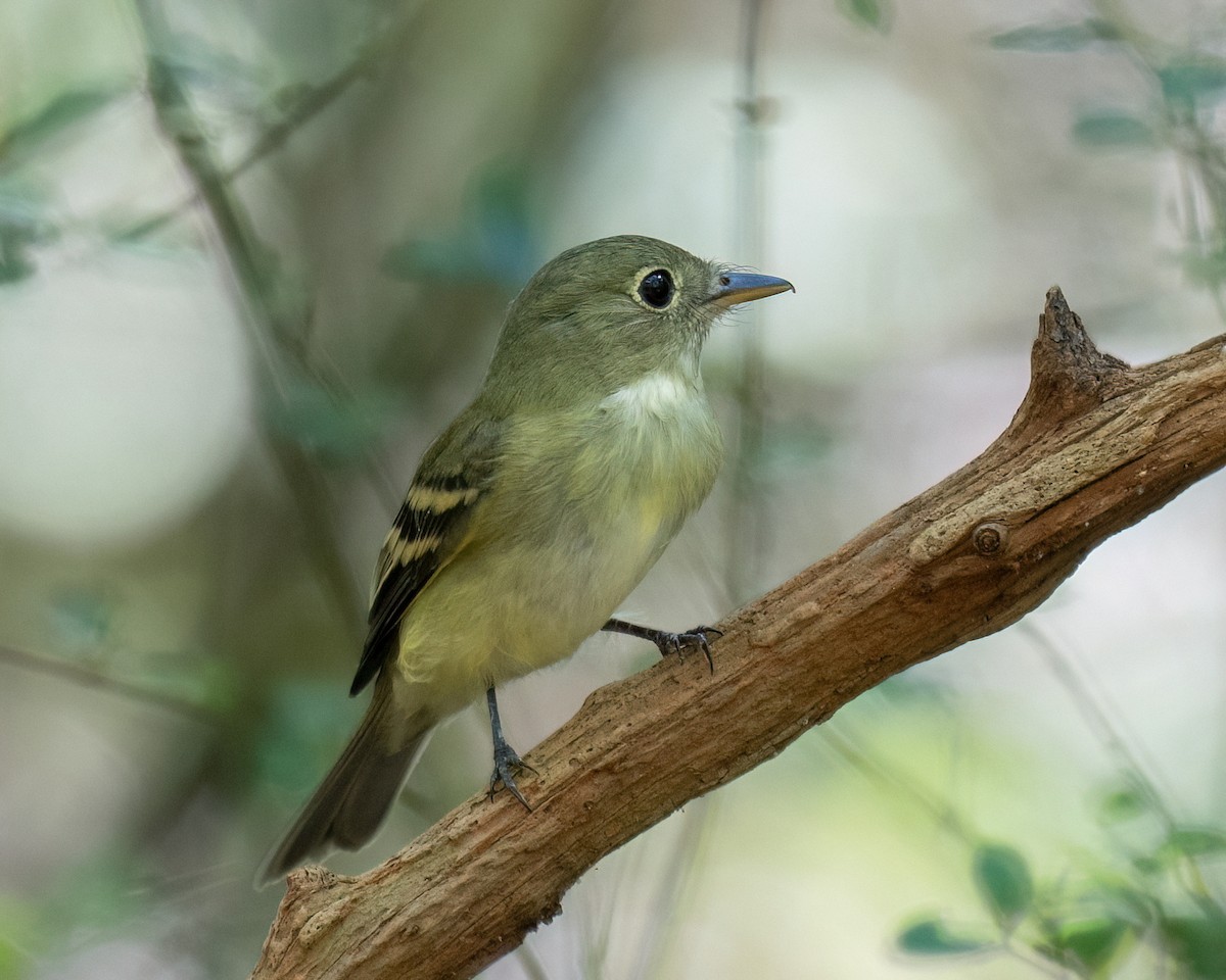 Acadian Flycatcher - ML642056380