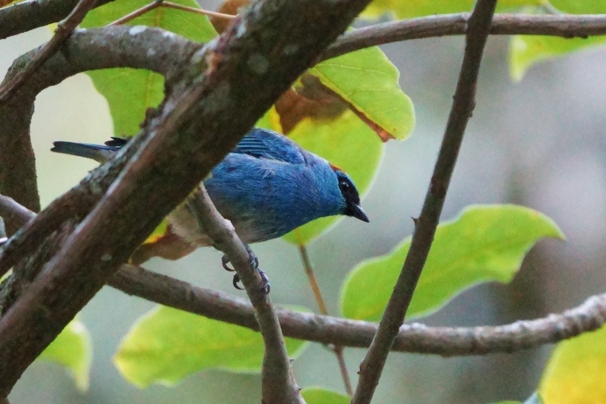 Golden-naped Tanager - ML642056381