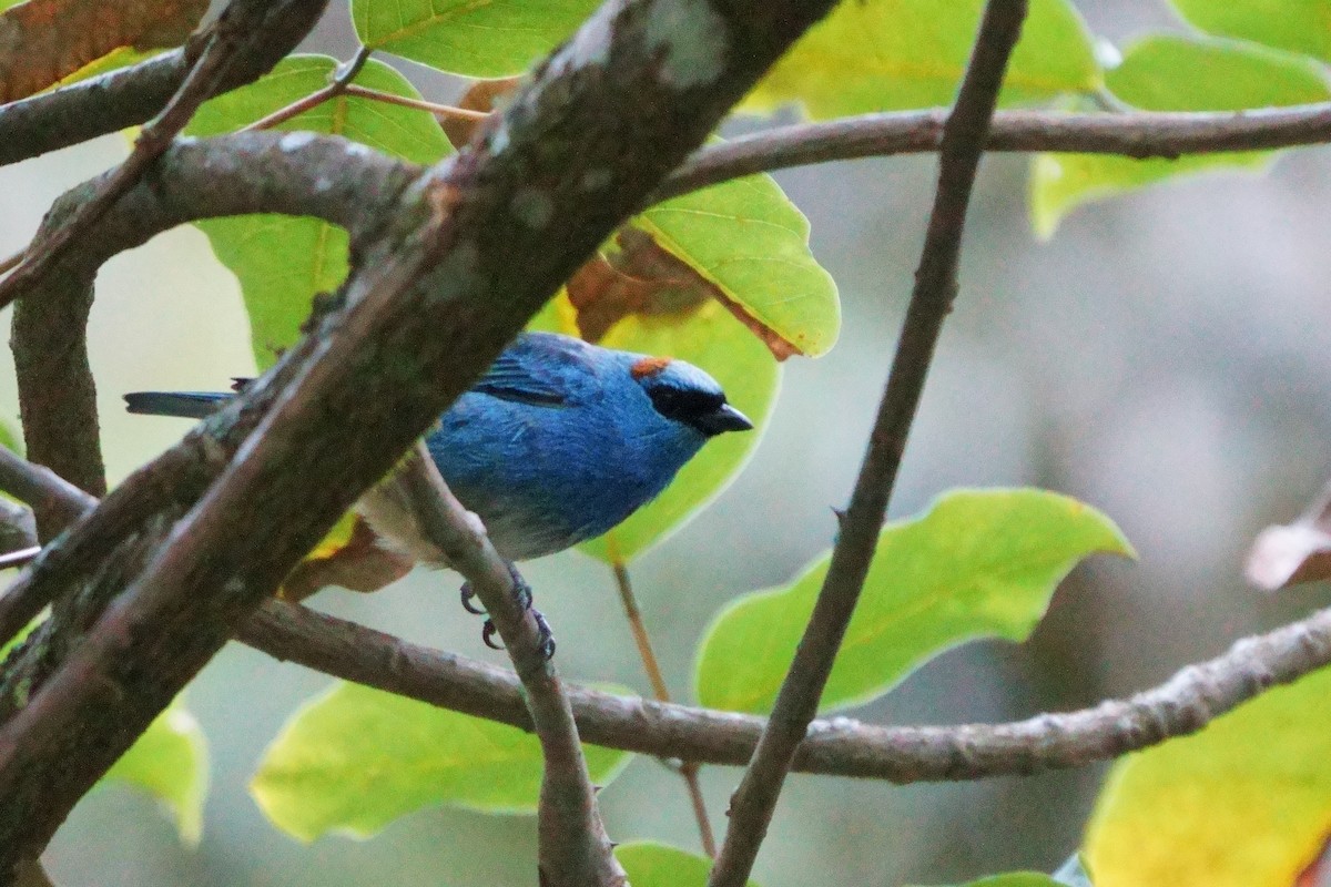 Golden-naped Tanager - ML642056382