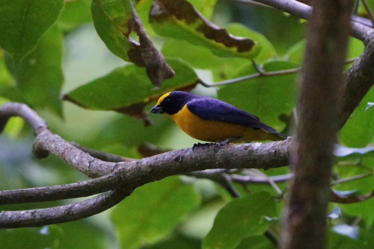 Thick-billed Euphonia - ML642056384