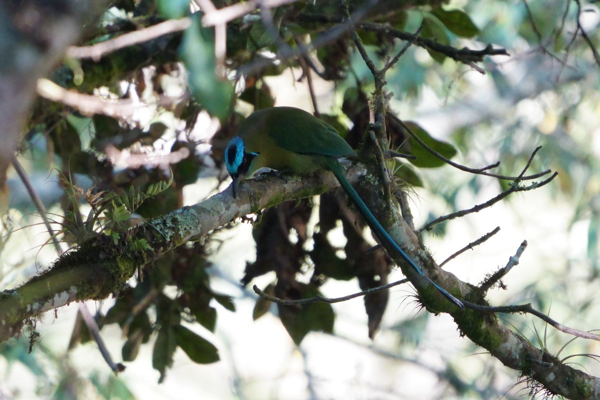 Andean Motmot - ML642056386