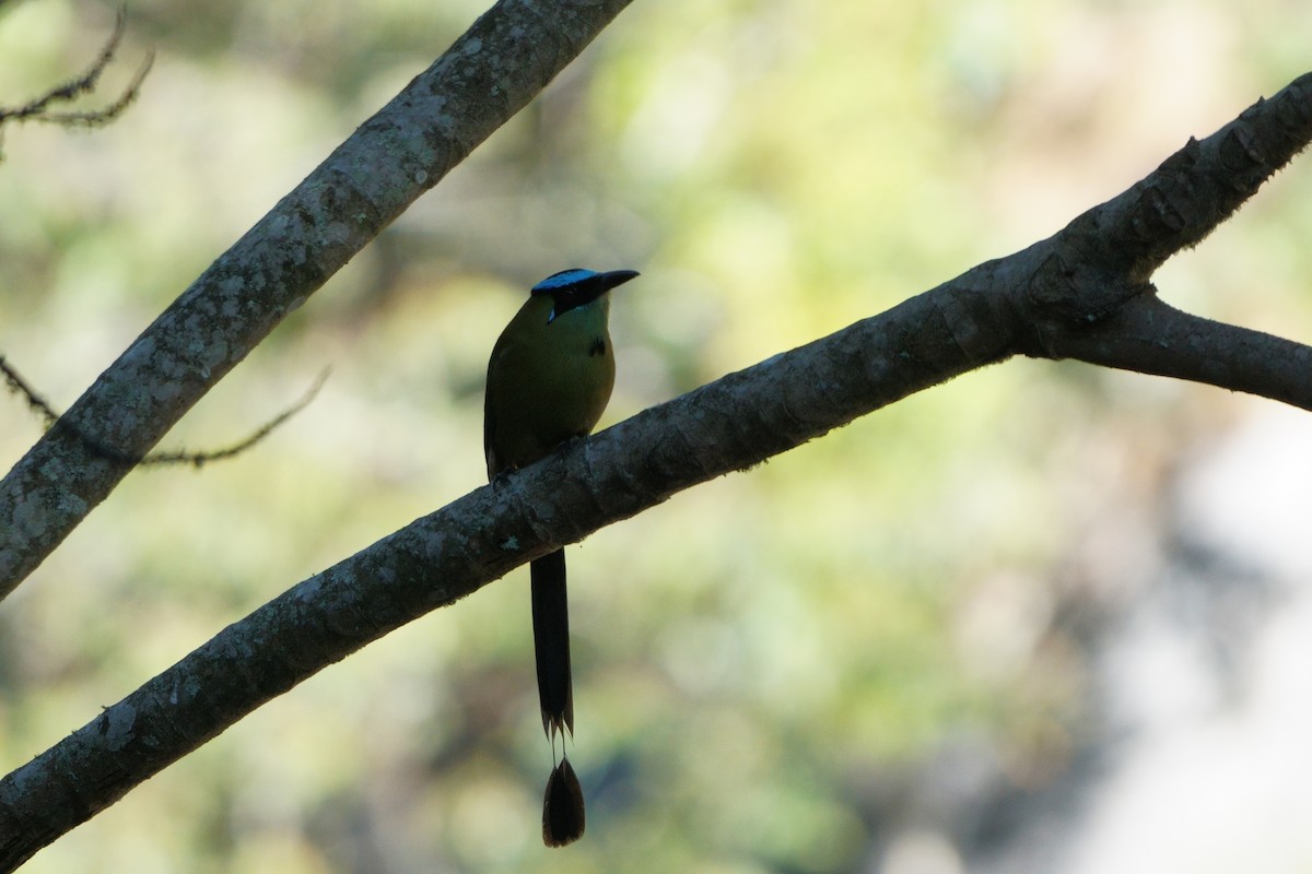Andean Motmot - ML642056387