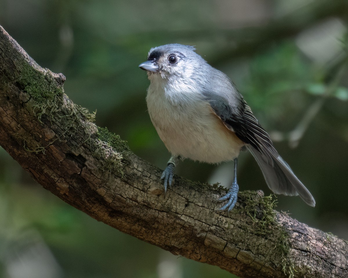 Tufted Titmouse - ML642056390
