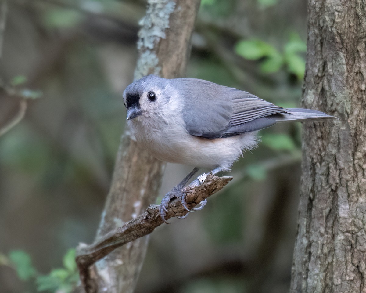 Tufted Titmouse - ML642056391