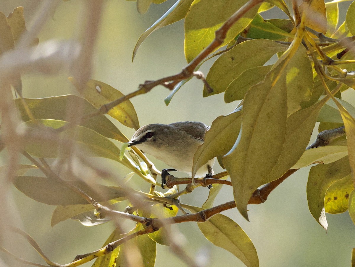 Mangrove Gerygone - ML642056393