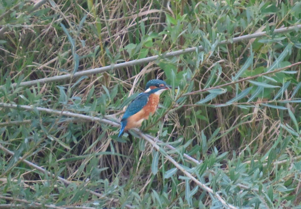 Common Kingfisher - ML642056394