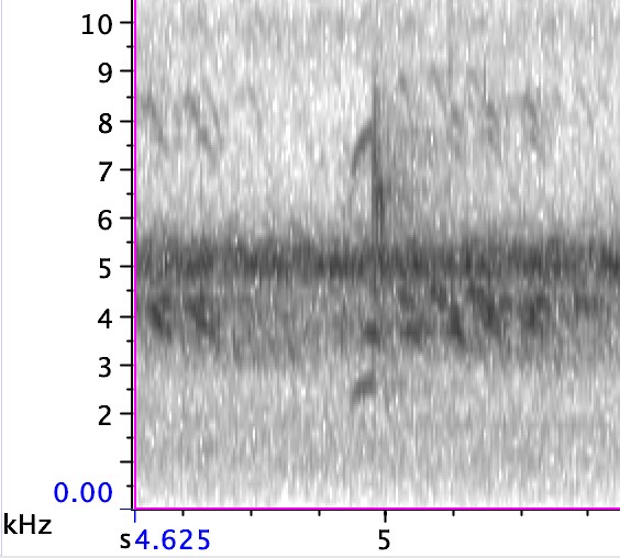 Connecticut Warbler - ML642056395