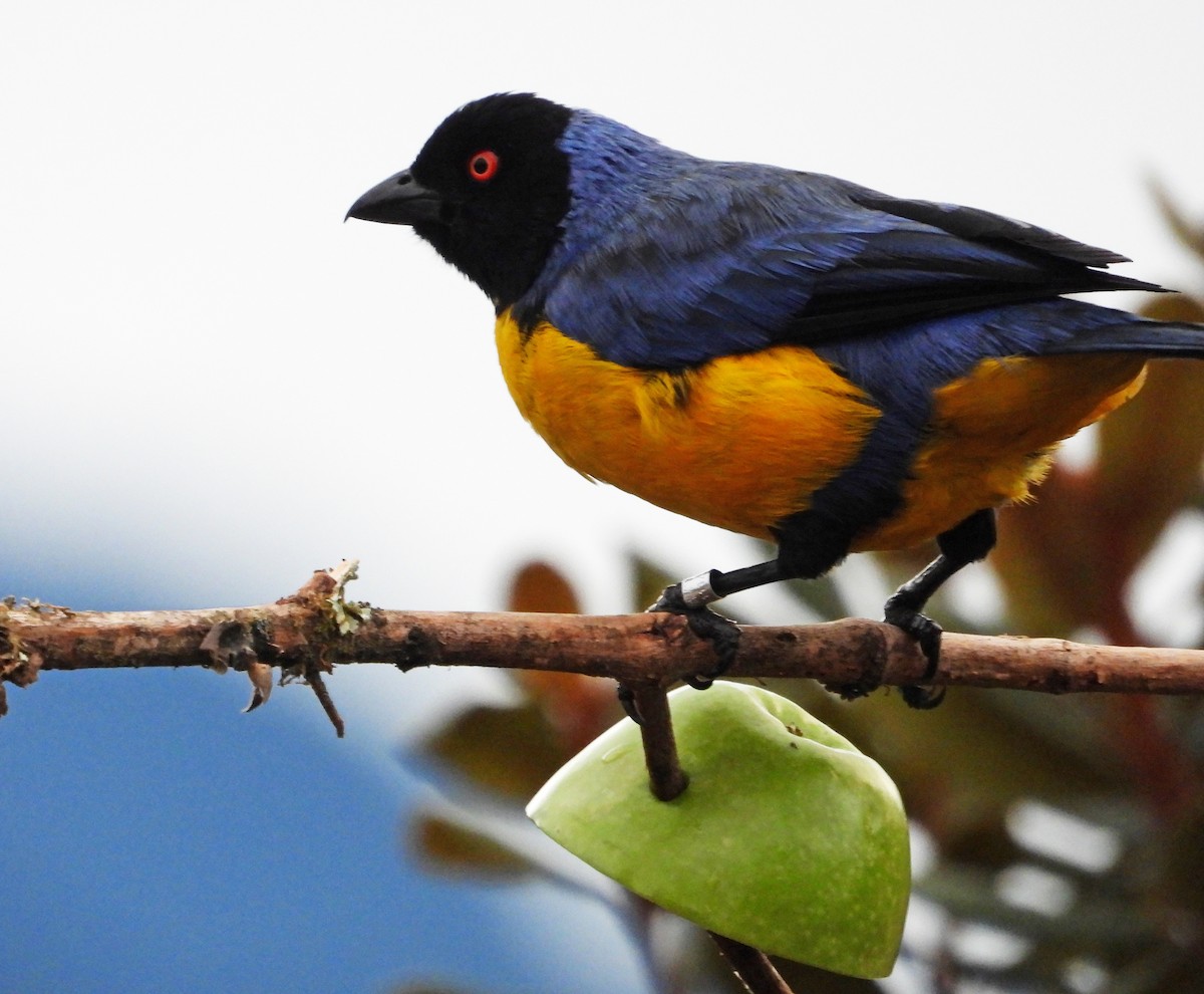 Hooded Mountain Tanager - ML642056396