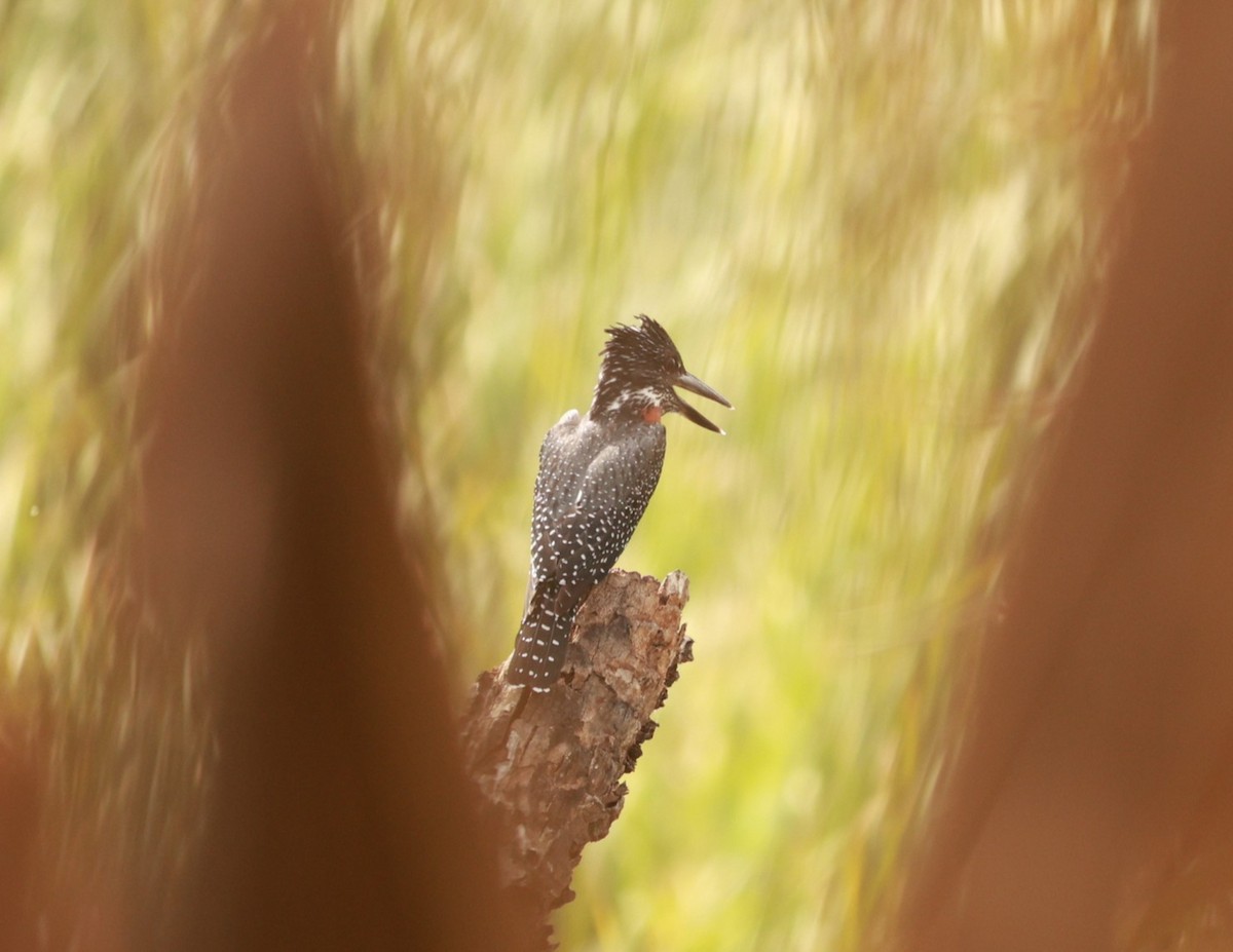 Giant Kingfisher - ML642056397