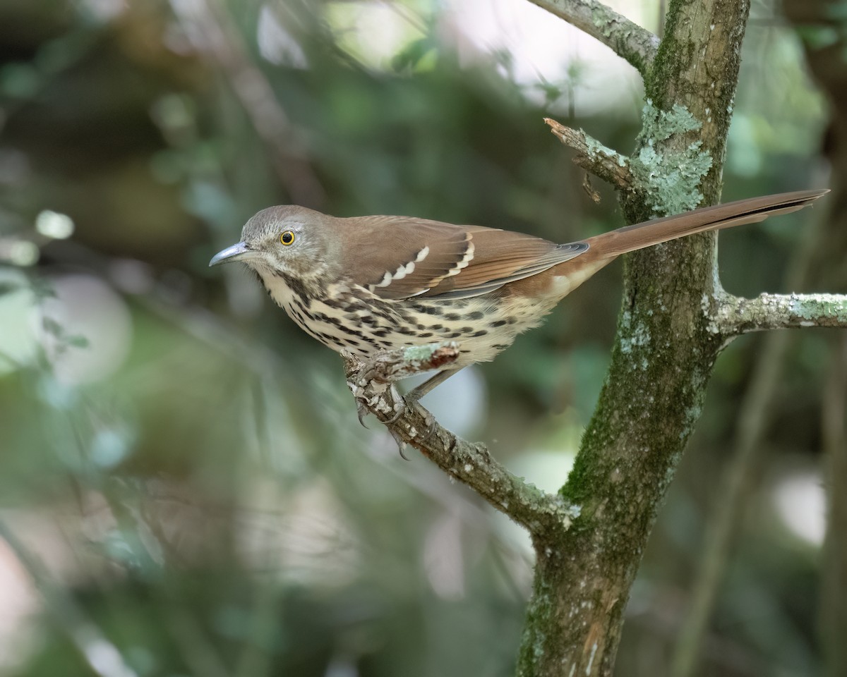 Brown Thrasher - ML642056399