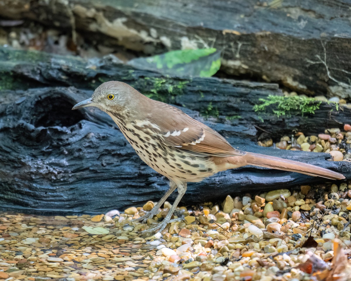 Brown Thrasher - ML642056400