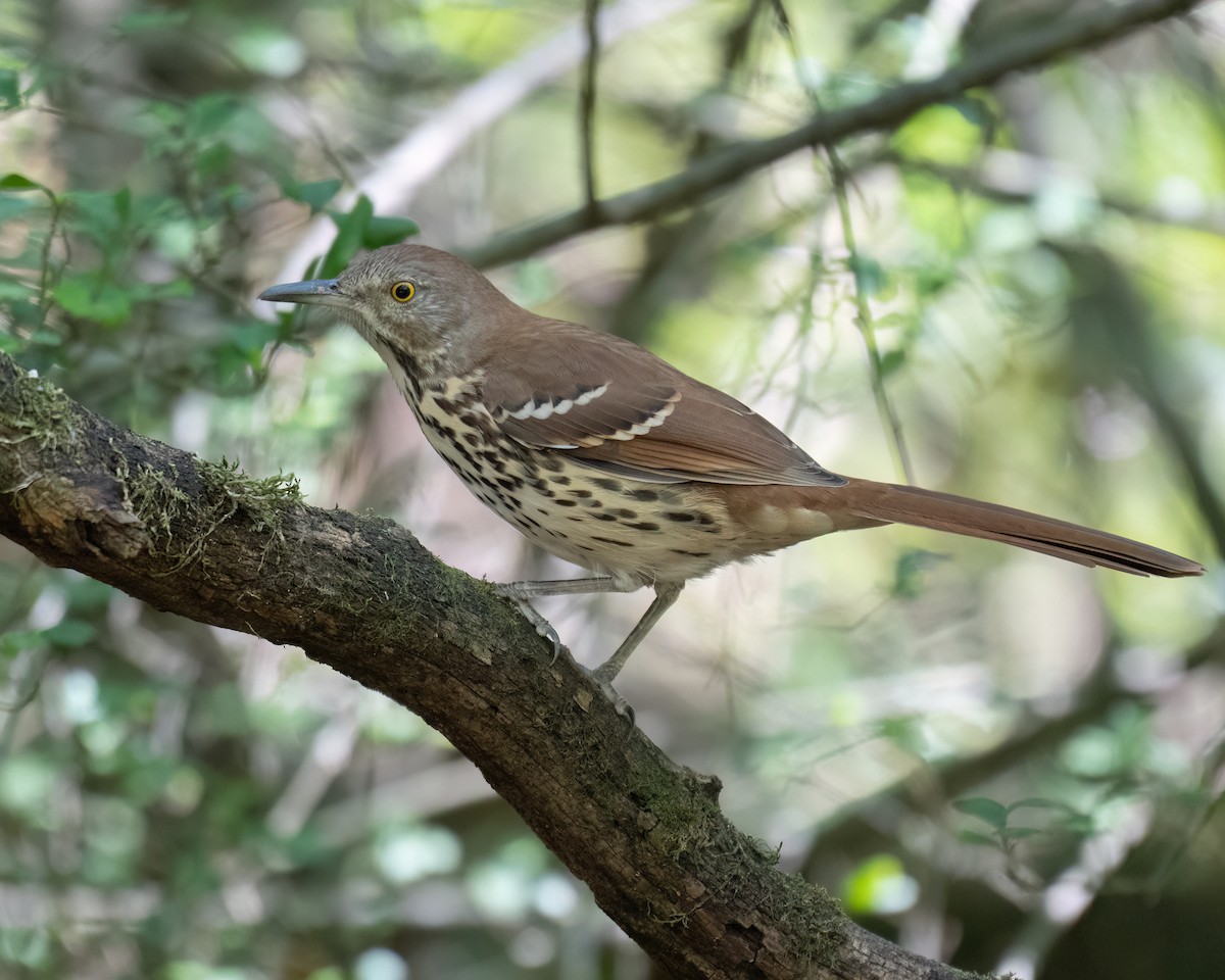 Brown Thrasher - ML642056401