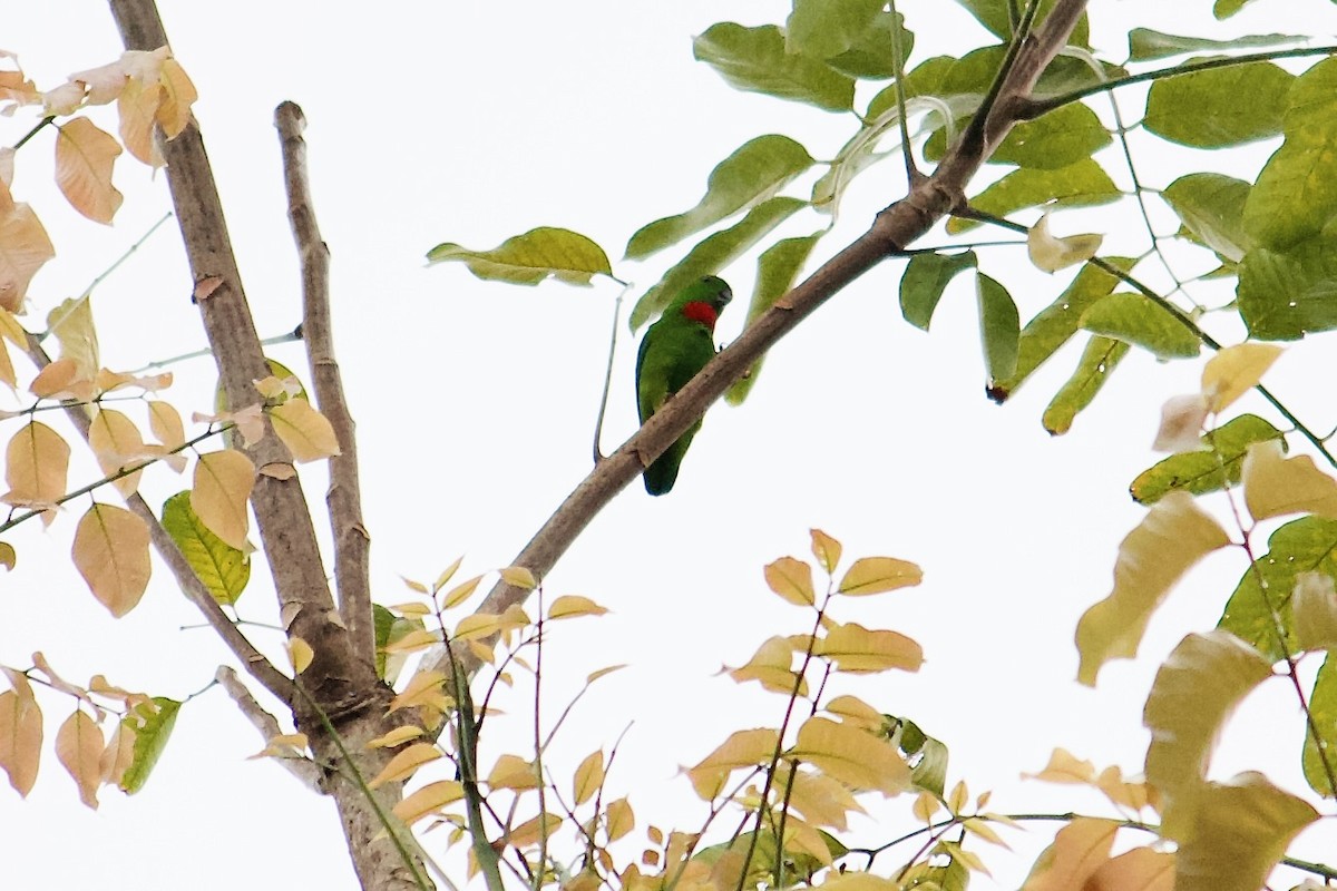 Blue-crowned Hanging-Parrot - ML642056402