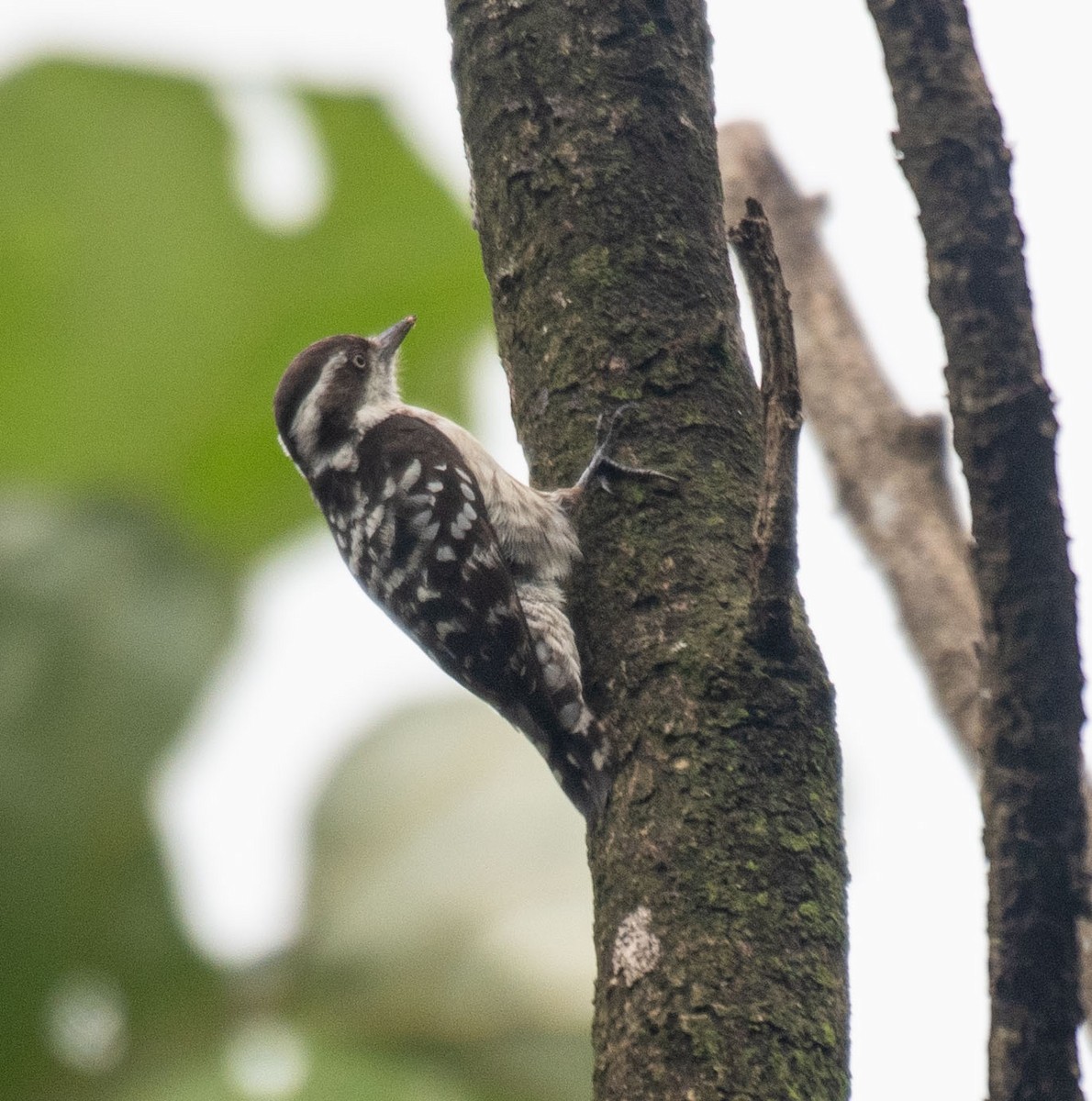 Brown-capped Pygmy Woodpecker - ML642056404