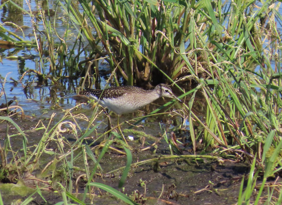 Wood Sandpiper - ML642056405