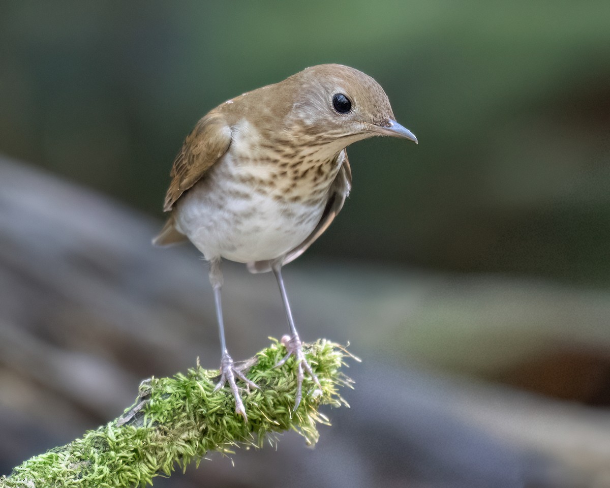 Veery - ML642056406