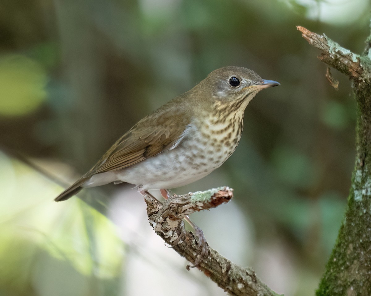 Veery - ML642056407