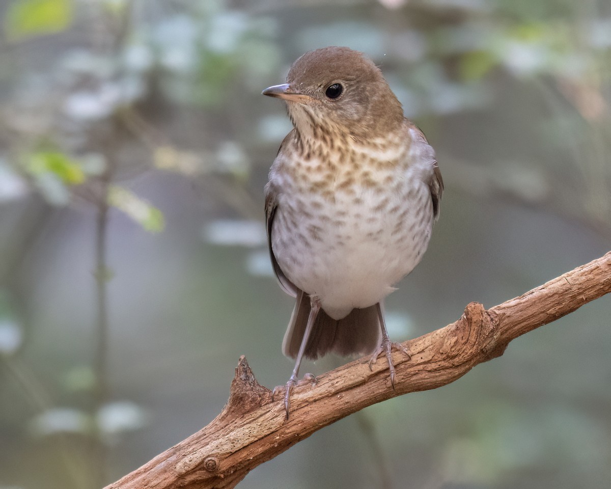 Veery - ML642056408