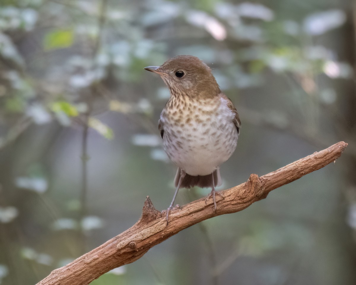 Veery - ML642056409