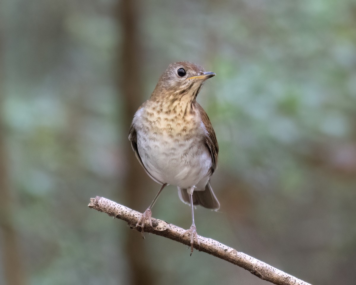 Veery - ML642056410
