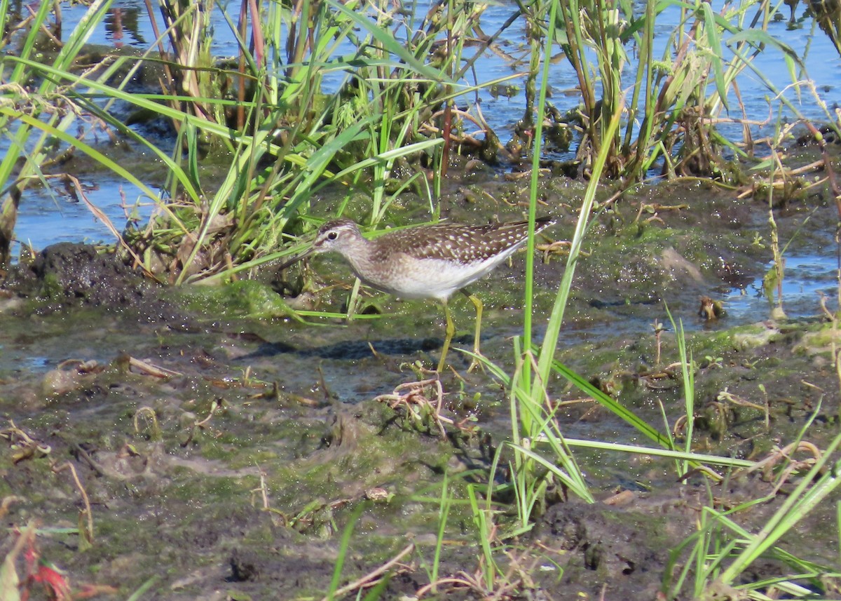 Wood Sandpiper - ML642056411