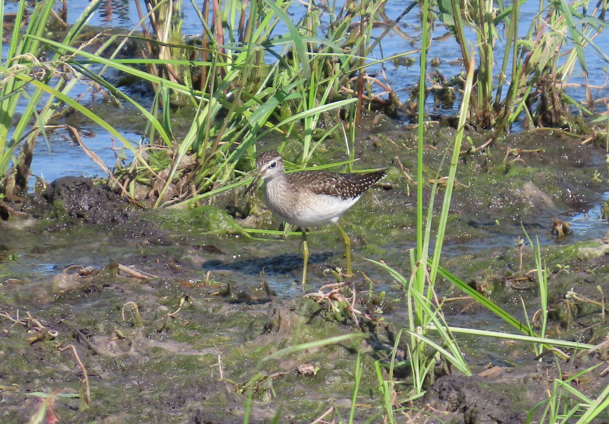 Wood Sandpiper - ML642056412