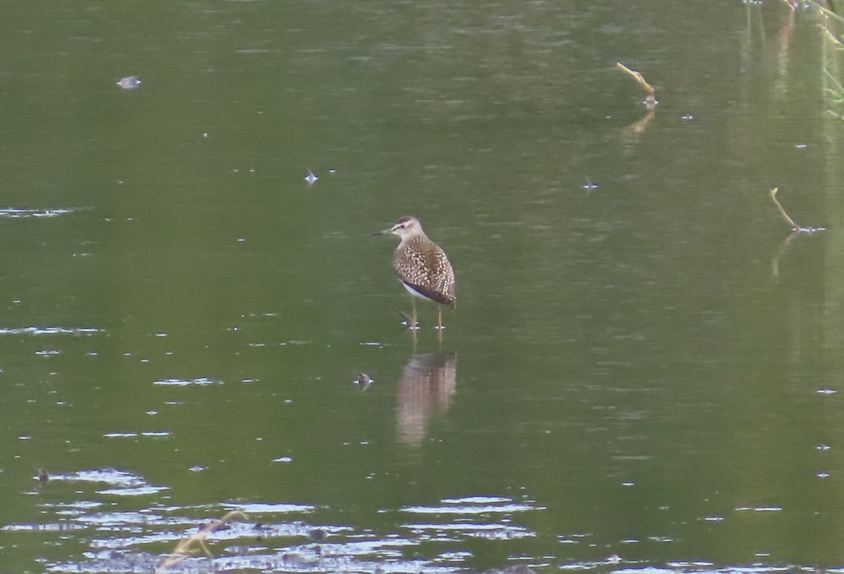 Wood Sandpiper - ML642056416