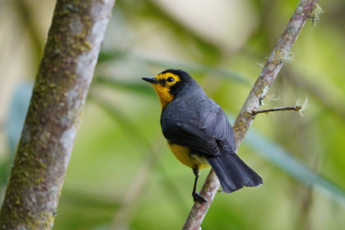 Spectacled Redstart - ML642056427