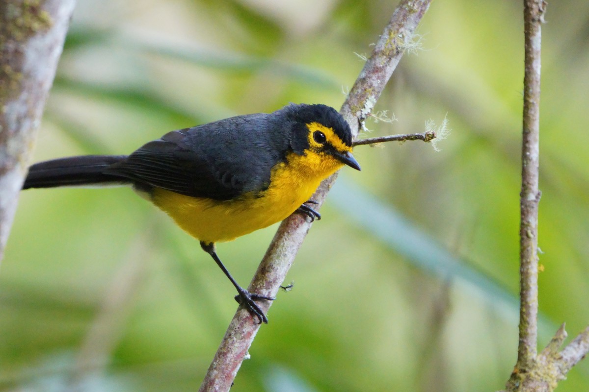 Spectacled Redstart - ML642056428