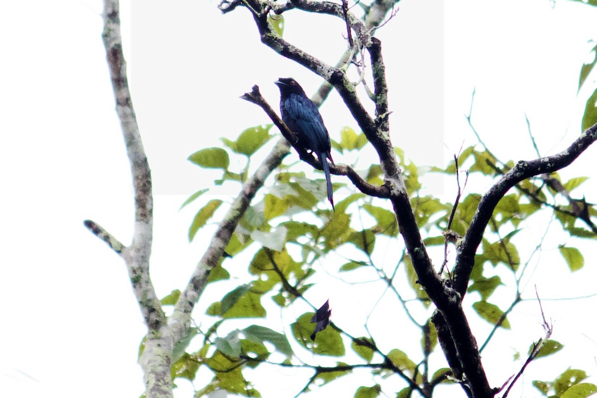 Asian Glossy Starling - ML642056438