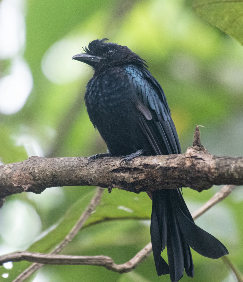 Büyük Raket Kuyruklu Drongo - ML642056445