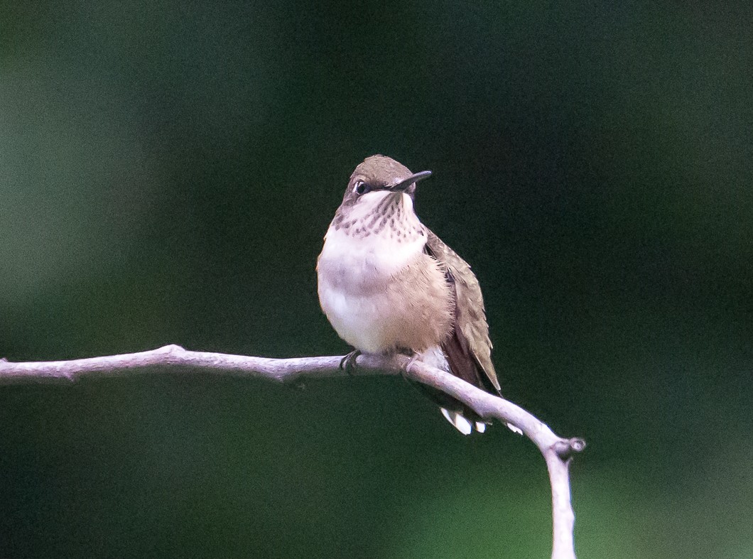 Yakut Boğazlı Kolibri - ML642056451