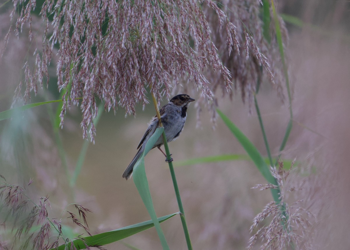 Pallas's Bunting - ML642056484