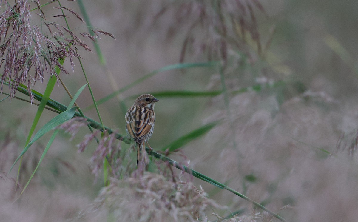 Pallas's Bunting - ML642056487