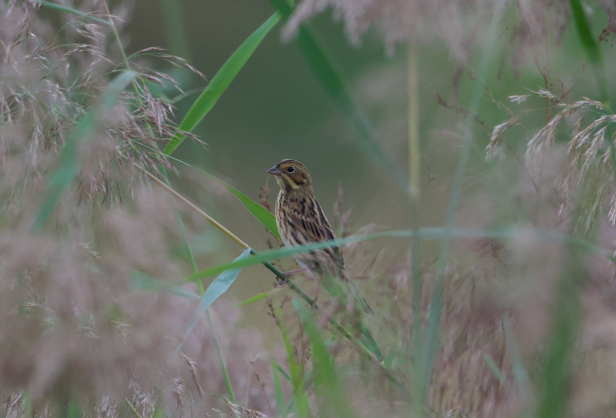 Chestnut-eared Bunting - ML642056488