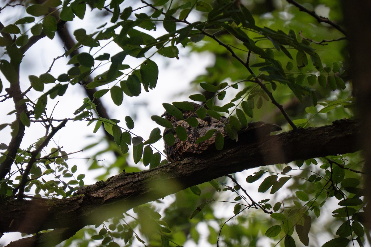 Gray Nightjar - ML642056491