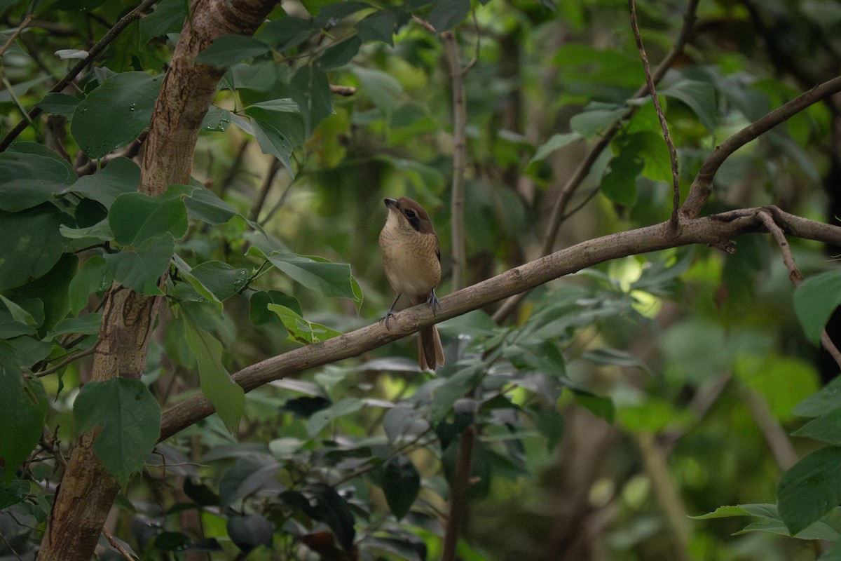 Brown Shrike - ML642056493