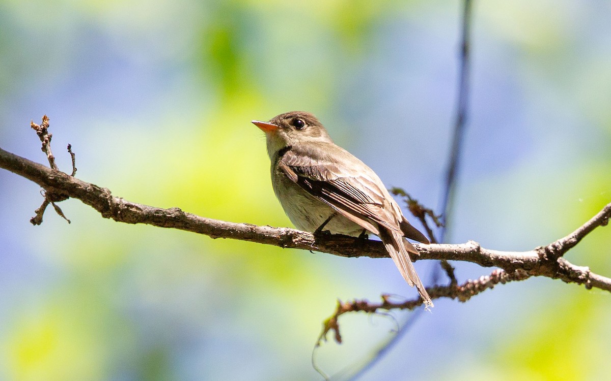 Eastern Wood-Pewee - ML642056561