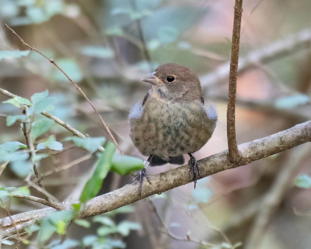 Indigo Bunting - ML642056586