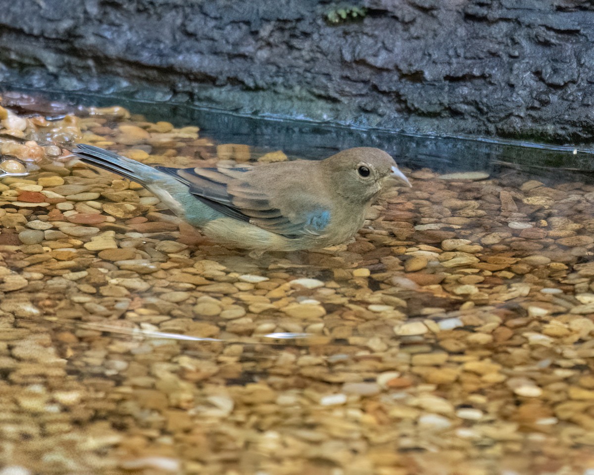 Indigo Bunting - ML642056587