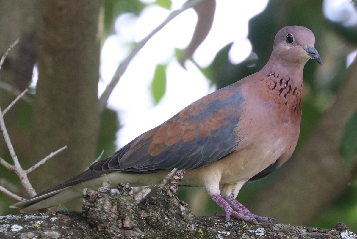 Laughing Dove - ML642056589